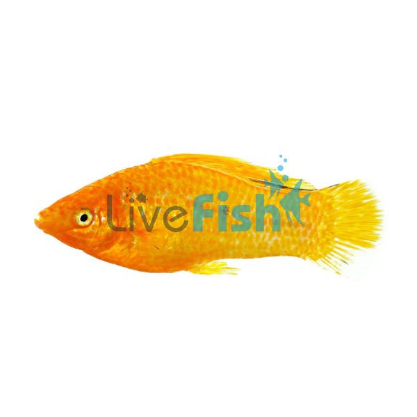 Male S.F Gold Molly 6.5cm 