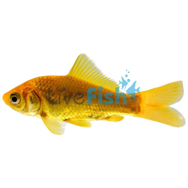 Golden Comet Goldfish 5cm