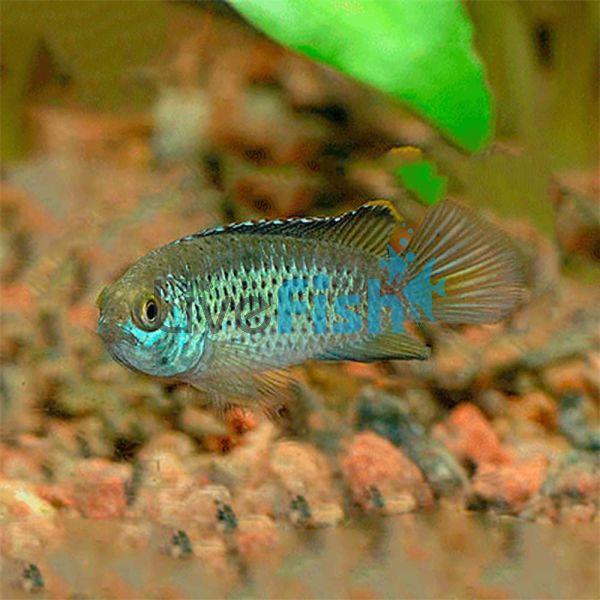Golden Dwarf Cichlid 4.5cm
