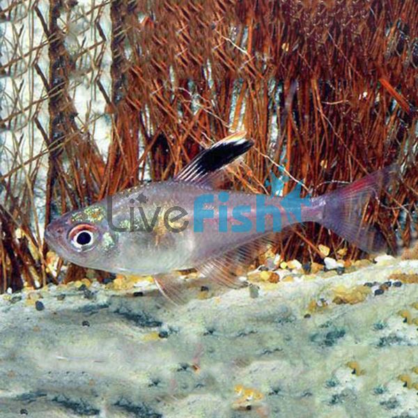 Gold Shoulder Rosy Tetra 3.5cm