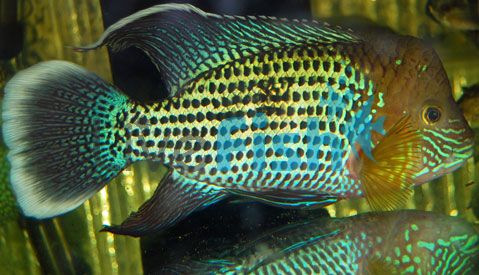 Silver Saum 5cm - Aequidens Rivulatus White Edged