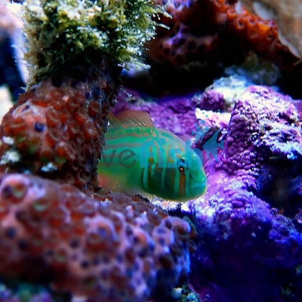 Green Coral Goby - Small