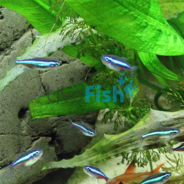 Green Neon Tetra 1.5cm