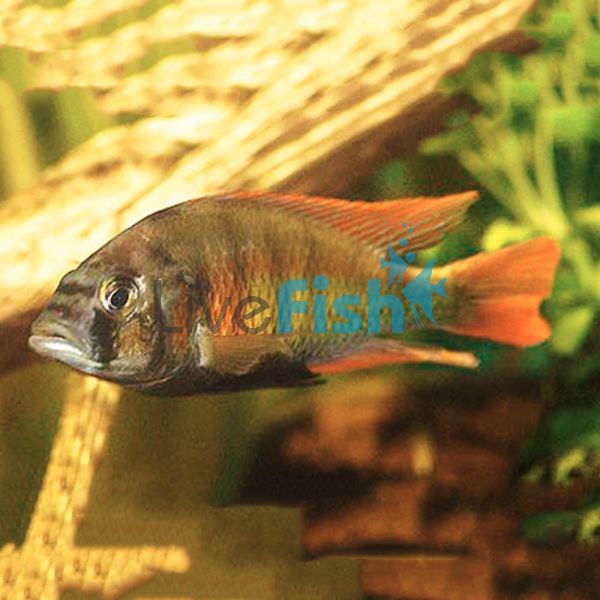 Haplochromis Flame Back Cichlid 5cm