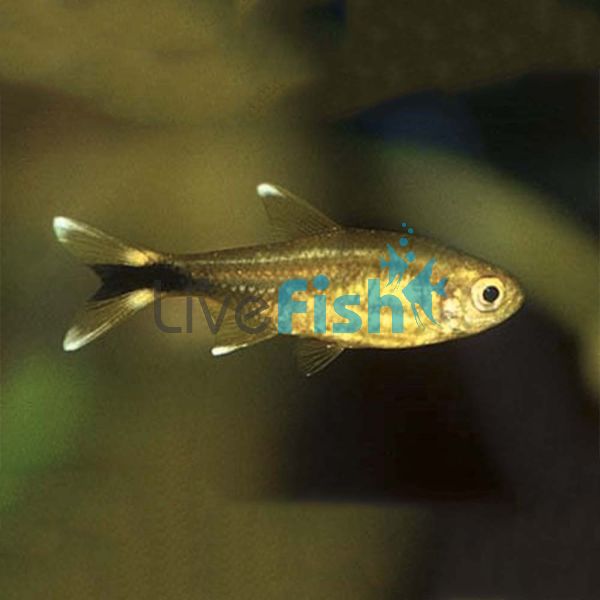 Silvertip Tetra 3.5cm