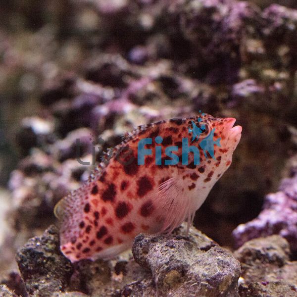 Threadfin Hawkfish - Medium