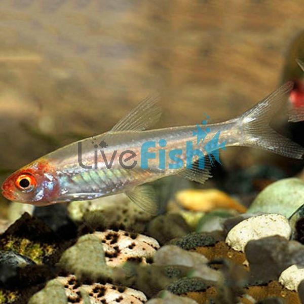 Platinum Rummynose Tetra 2.5cm