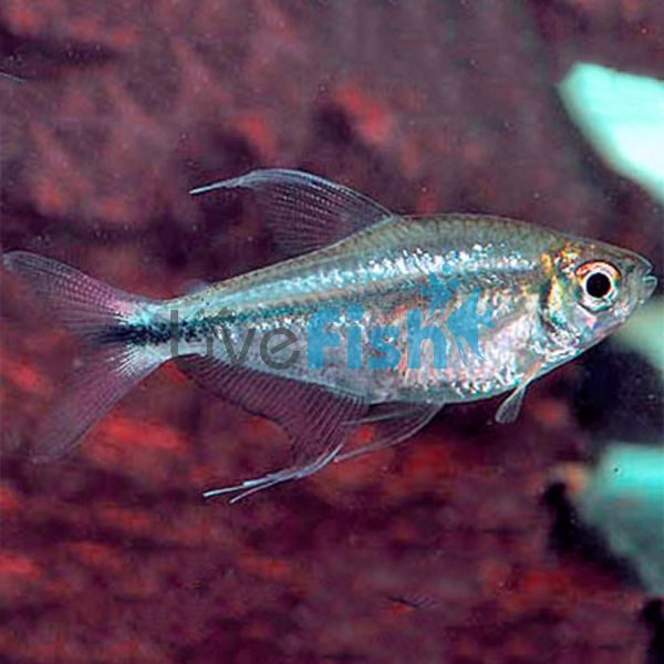 Phoenix Tetra 3.5cm