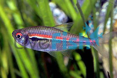 Amapa Tetra 3cm