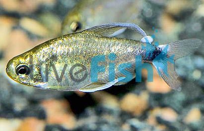 Veilfin Reed Tetra 2.5cm