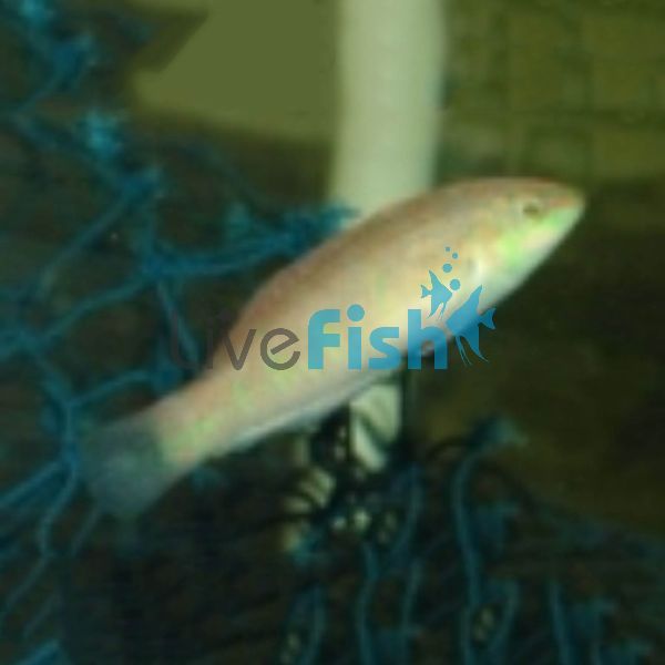 Nebulosus Wrasse MED