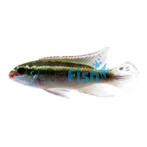 Kribensis Wild Red Azumini Blue River 5cm