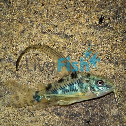 Longfin Peppered Corydoras 3.5cm