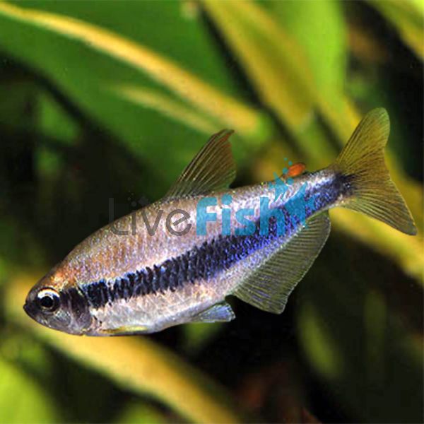 Blue Emperor Tetra 3cm