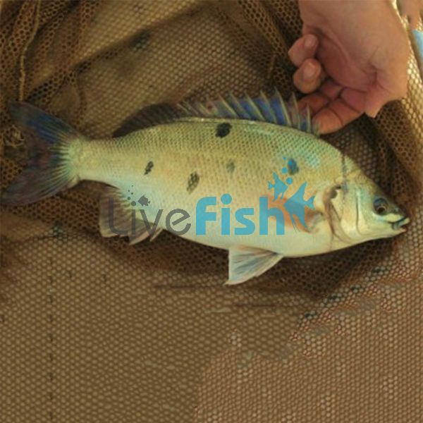10x Jade Perch 7-8cm 