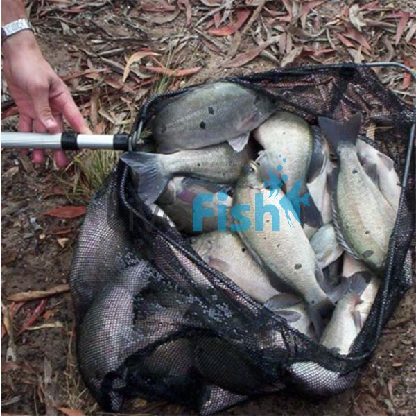 25x Jade Perch 3-4cm