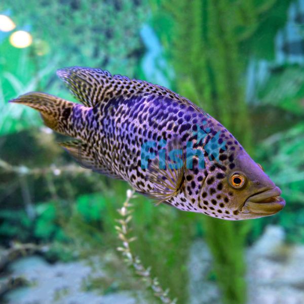 Jaguar Cichlid 10cm
