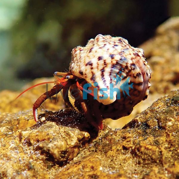 Janitor Hermit Crab LGE