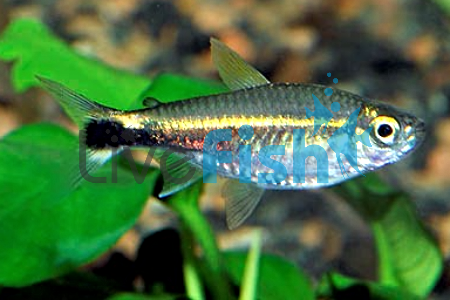 January Tetra 3.5cm
