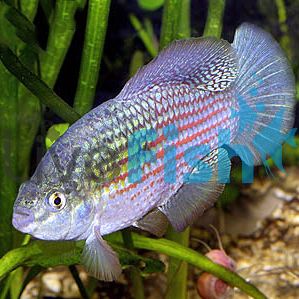 American Flag Fish 4cm