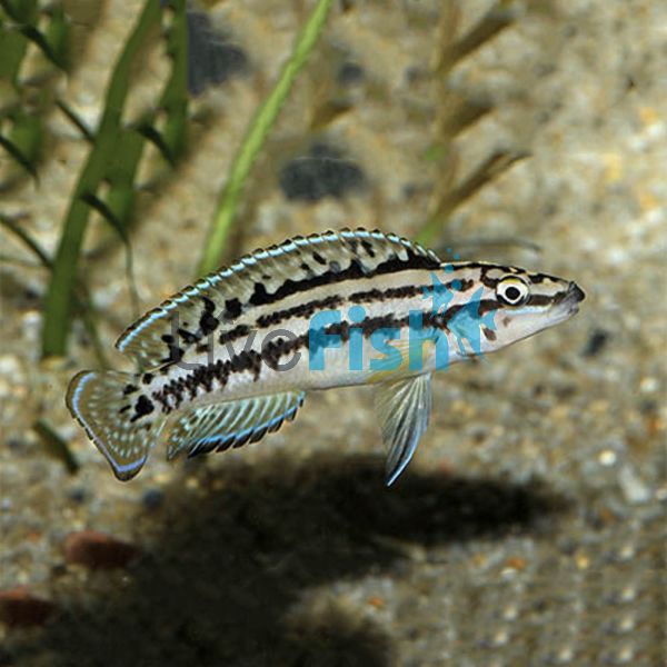 Marlieri 4cm