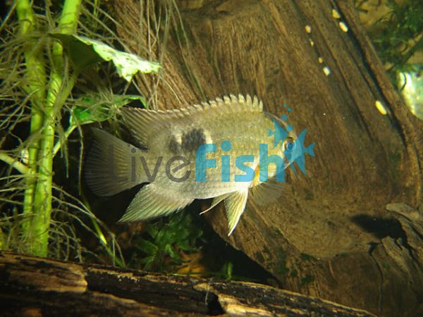 Keyhole Cichlid 4cm