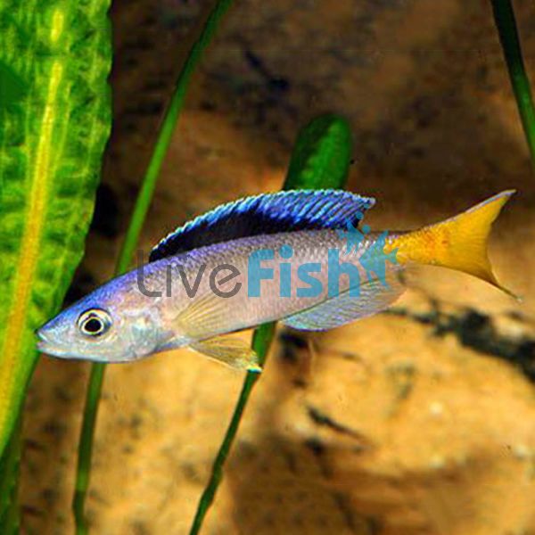 Jumbo Kitumba 5cm