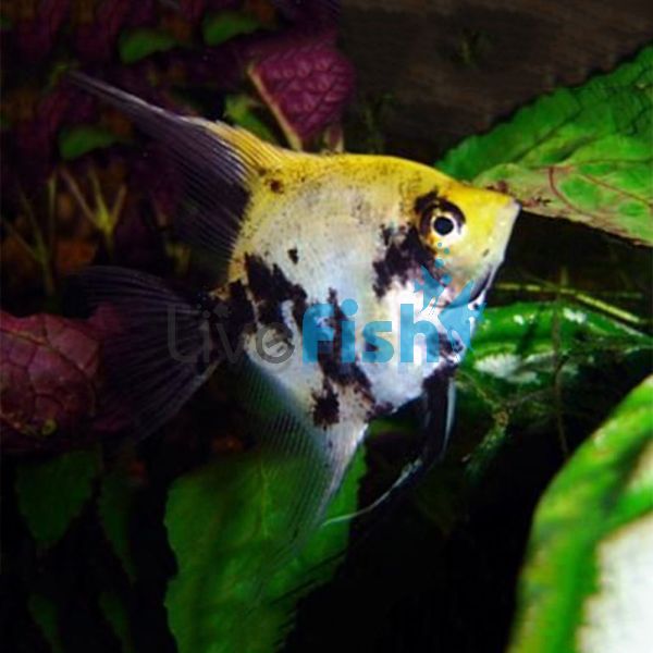 Koi Angelfish 4.5cm