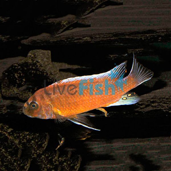 Chilumba Red 3.5cm