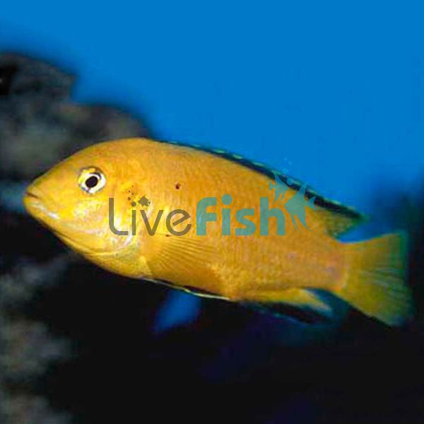 Electric Yellow 9cm