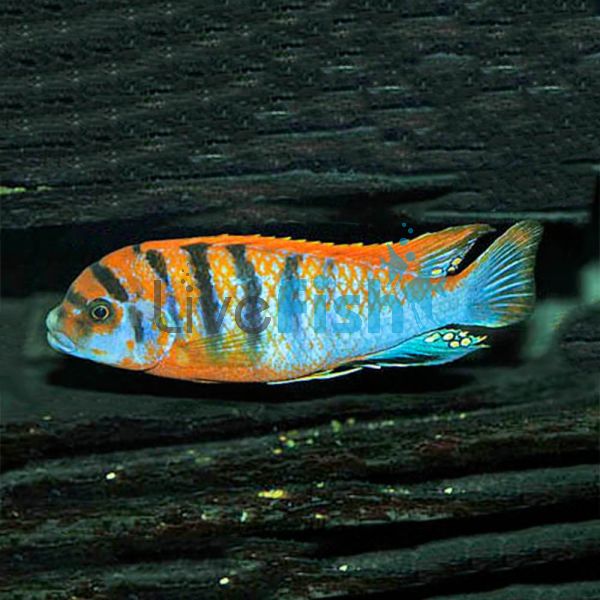 Hongi 4cm