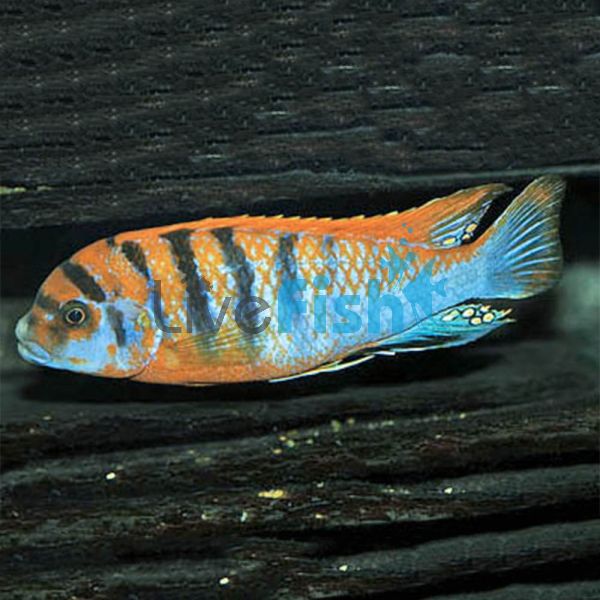 Hongi 8cm