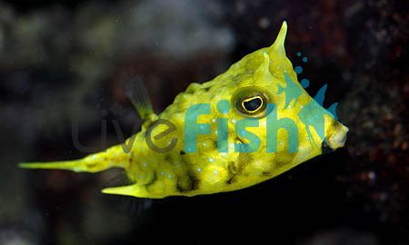 Longhorn Boxfish - Medium
