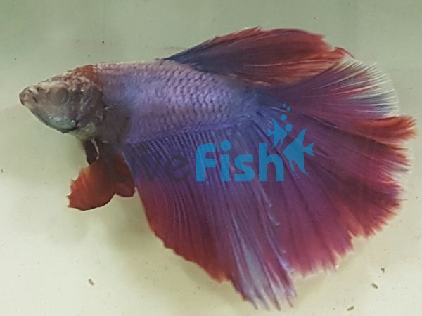 Assorted Lavender Halfmoon Fighter 5cm