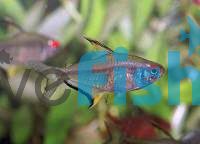 Lemon Tetra 2cm