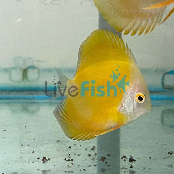 B- Grade Lemon Yellow Discus 5cm