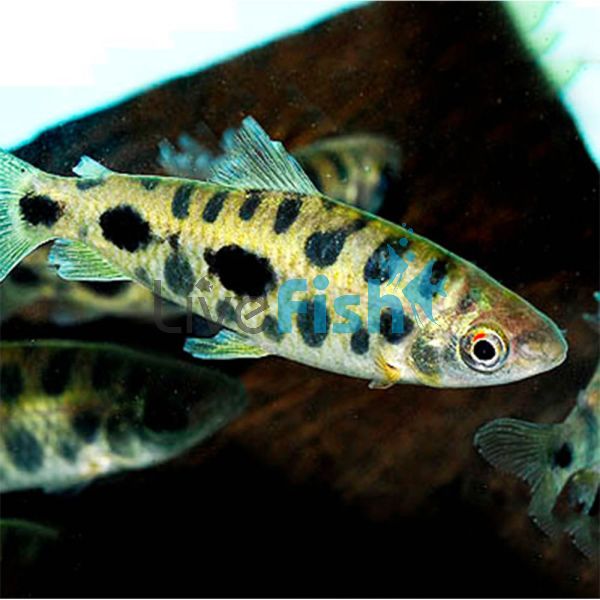 Leporinus Spotted 4cm
