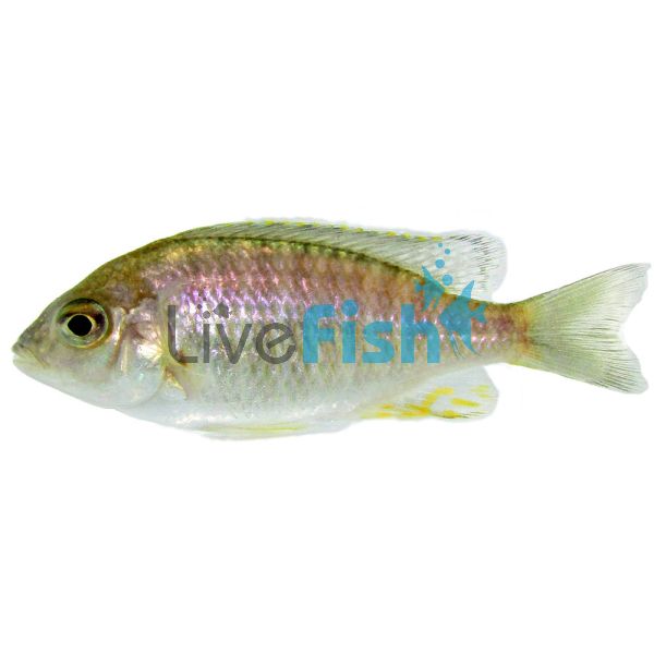 Lethrinops Gold Harbour Monkey Bay 7cm