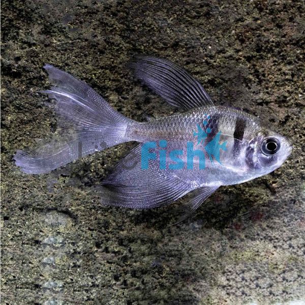 Longfin Black Widow Tetra 4cm