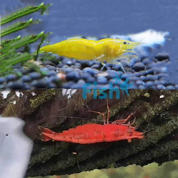 10x Mixed Cherry Shrimp