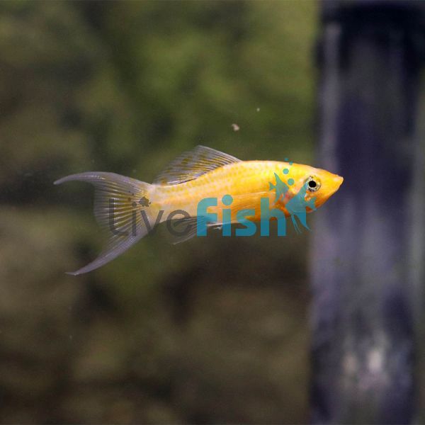 LT Orange Metallic Molly 4cm