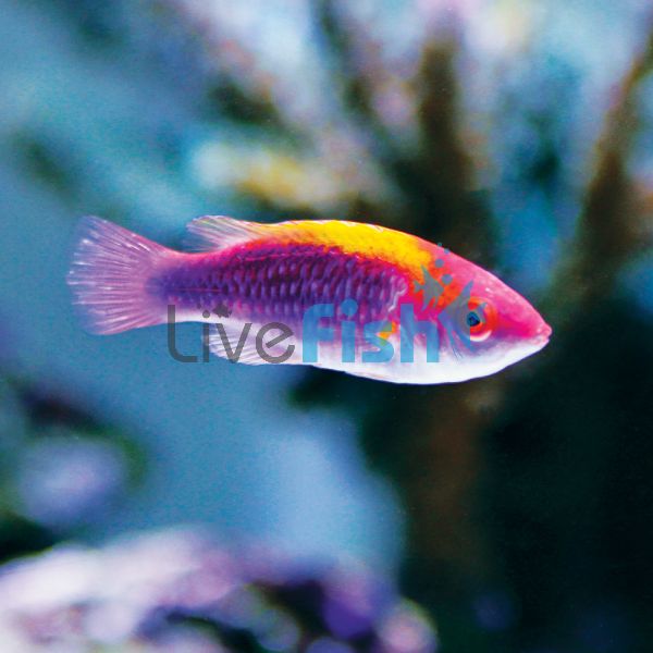 Lubbocks Fairy Wrasse 