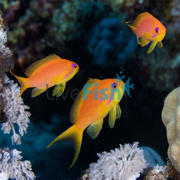 Female Lyretail Anthias - Medium