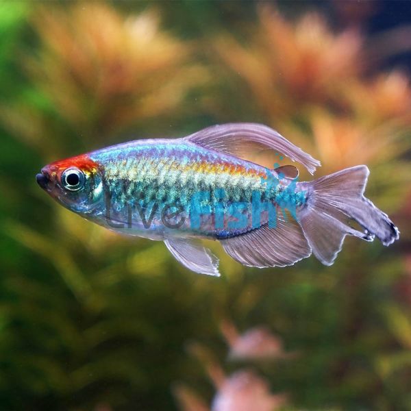 Male Congo Tetra 8cm