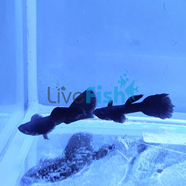 Male Moscow Black Guppy 3cm