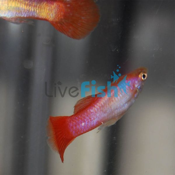 Male Pink Pastel Guppy 3.5cm