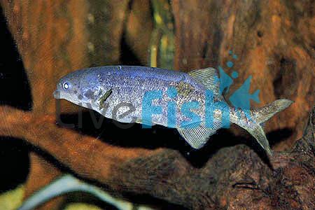 Freshwater Dolphin 9cm