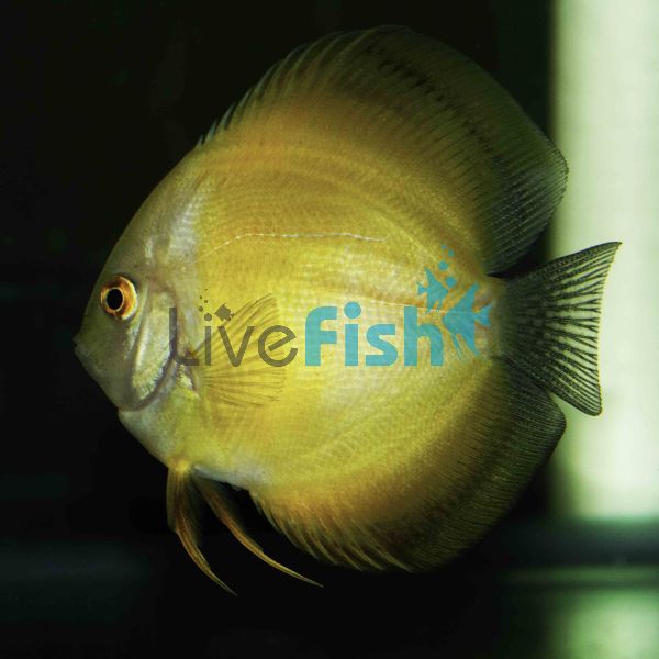Marlboro Yellow Discus 5cm