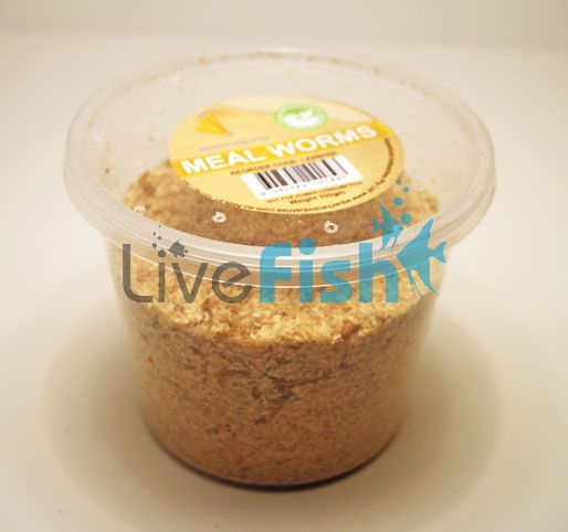 Mealworms 100g Tenebrio Molitor
