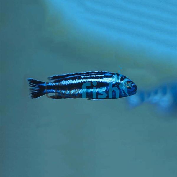 Maingano 3.5cm